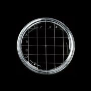 Contact plate, Rodac, 500 pc/box