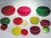 Petri dish, 100x15 mm, 825 pc/box